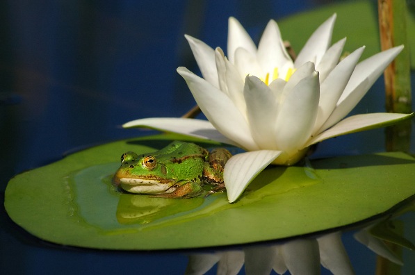Frog-and-waterlily